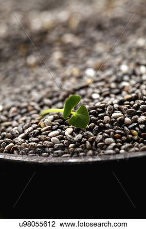 Close-up of china seeds and sprout View Large Photo Image Stock Image - Close-up of china seeds and sprout. Fotosearch