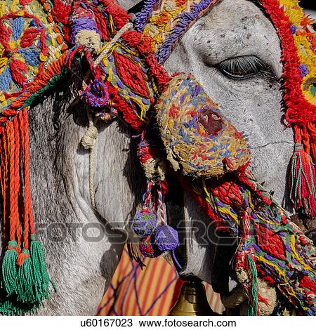 Stock Image - Close up of colorful harness on donkeys head. Fotosearch