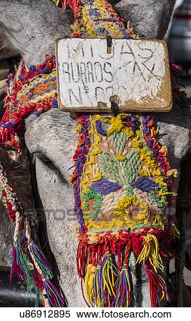 Close up of colorful harness on donkeys head View Large Photo Image Stock Photography - Close up of colorful harness on donkeys head. Fotosearch