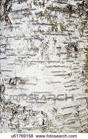 Stock Photo - Close-up of tree bark. Fotosearch
