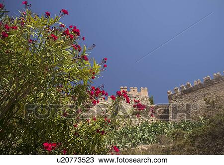 Flowering plant against fortified wall View Large Photo Image Stock Image - Flowering plant against fortified wall. Fotosearch