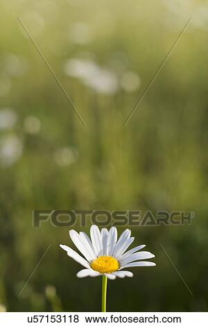 Stock Photo - Focus on daisy flower. Fotosearch