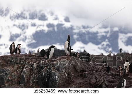 Stock Photo - Gentoo penguins on rock. Fotosearch
