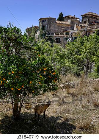 Goat standing under orange tree View Large Photo Image Stock Photo - Goat standing under orange tree. Fotosearch