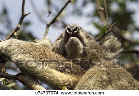 Picture - Low angle of Koala on tree. Fotosearch