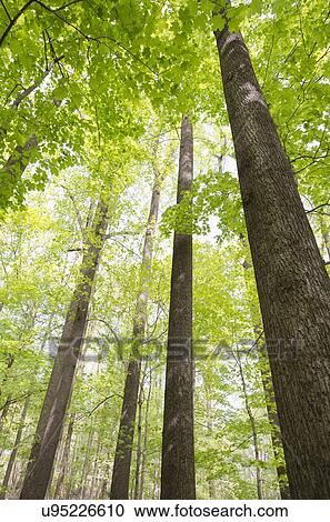 Low angle view of trees in forest View Large Photo Image Stock Image - Low angle view of trees in forest. Fotosearch
