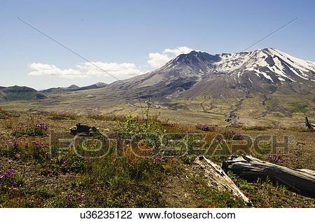 Mount St Helen's View Large Photo Image Stock Image - Mount St Helen's. Fotosearch