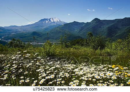 Mount St Helen's View Large Photo Image Stock Image - Mount St Helen's. Fotosearch