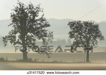 Oak trees on foggy day View Large Photo Image Stock Image - Oak trees on foggy day. Fotosearch