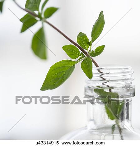 Stock Photography - Oregano in bottle. Fotosearch