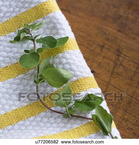 Stock Image - Oregano on table. Fotosearch