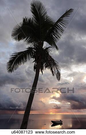 Palm tree at sunset View Large Photo Image Stock Image - Palm tree at sunset. Fotosearch