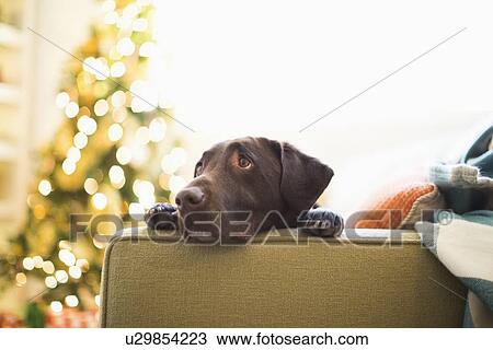 Stock Image - Portrait of chocolate Labrador on sofa at Christmas. Fotosearch