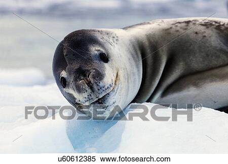 Stock Photography - Portrait of seal. Fotosearch