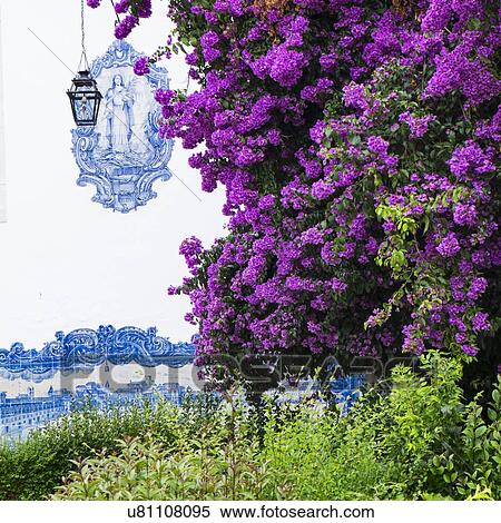 Purple flowers in front of tiled Santa Luzia Church facade View Large Photo Image Stock Photography - Purple flowers in front of tiled Santa Luzia Church facade. Fotosearch