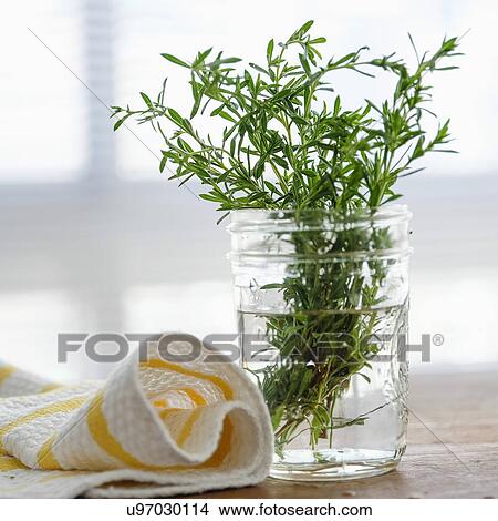 Rosemary in jar View Large Photo Image Picture - Rosemary in jar. Fotosearch
