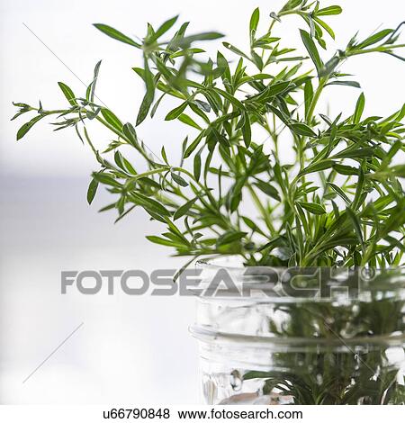 Stock Photo - Rosemary in jar. Fotosearch