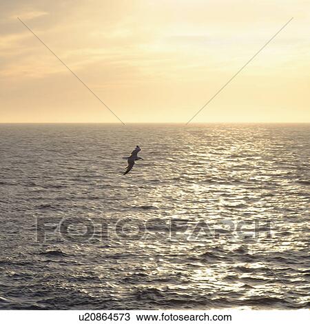 Stock Image - Seagull flying over ocean at sunrise. Fotosearch