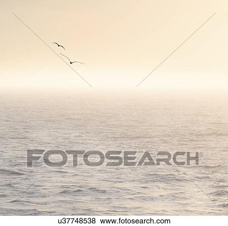 Stock Photo - Seagulls flying over Mediterranean sea at sunrise. Fotosearch