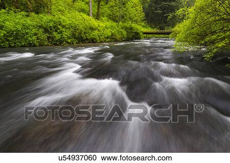 Stream in forest View Large Photo Image Stock Image - Stream in forest. Fotosearch