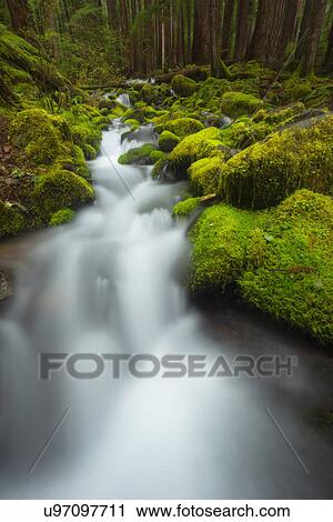 Stock Image - Stream in forest. Fotosearch
