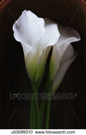 Stock Image - Studio shot of Calla Lily. Fotosearch