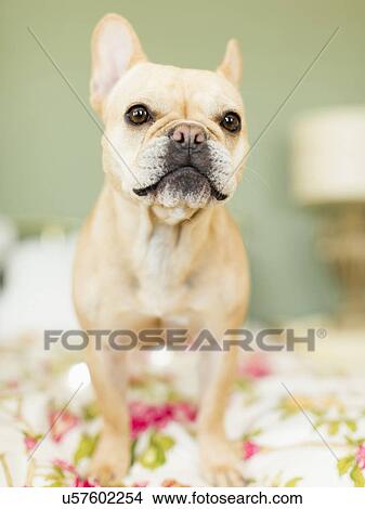 Studio shot of French bulldog on bedding View Large Photo Image Picture - Studio shot of French bulldog on bedding. Fotosearch