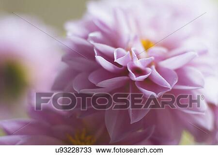 Studio shot of pink dahlia in selective focus View Large Photo Image Stock Image - Studio shot of pink dahlia in selective focus. Fotosearch