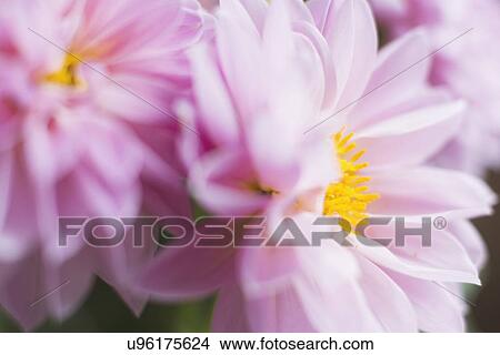 Studio shot of pink dahlias in selective focus View Large Photo Image Picture - Studio shot of pink dahlias in selective focus. Fotosearch
