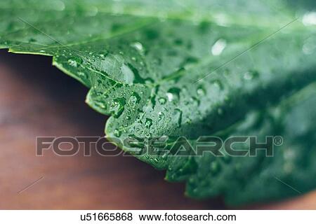Studio shot of wet leaf View Large Photo Image Stock Photo - Studio shot of wet leaf. Fotosearch