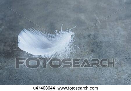 Picture - Studio shot of white bird's feather. Fotosearch