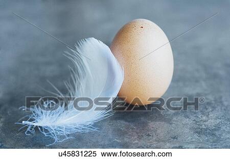 Stock Photography - Studio shot of white feather and animal egg. Fotosearch