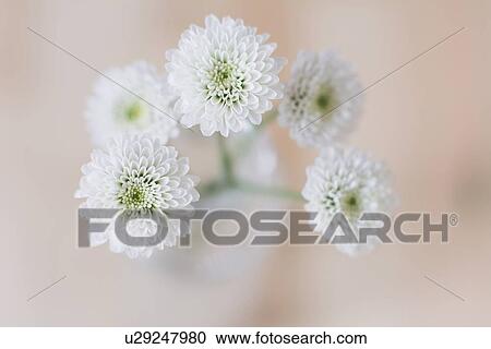 Studio shot of white flower View Large Photo Image Stock Image - Studio shot of white flower. Fotosearch