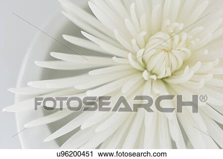 Stock Image - Studio shot of white flower. Fotosearch