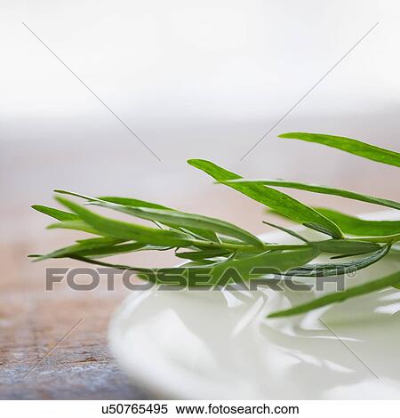 Stock Photography - Tarragon in ceramics. Fotosearch