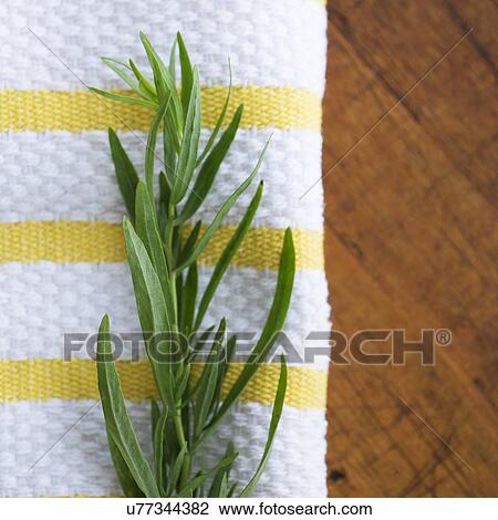 Stock Image - Tarragon on table. Fotosearch