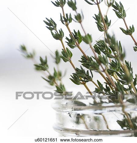 Thyme in jar View Large Photo Image Stock Image - Thyme in jar. Fotosearch