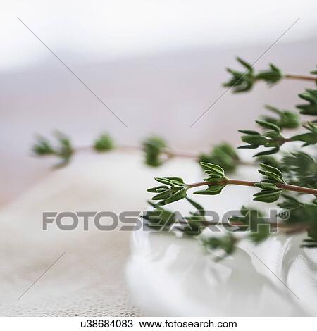 Stock Image - Thyme on plate. Fotosearch