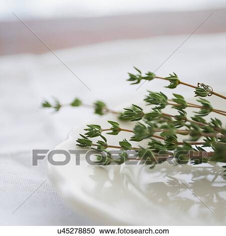 Stock Image - Thyme on plate. Fotosearch