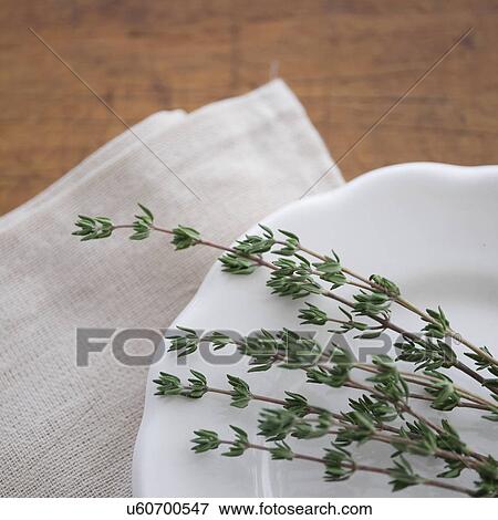 Stock Photo - Thyme on plate. Fotosearch