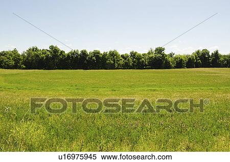 Stock Photography - View of meadow. Fotosearch