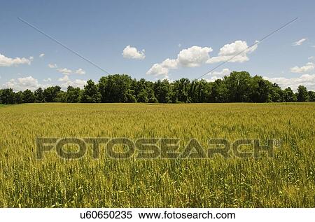 View of meadow View Large Photo Image Stock Photography - View of meadow. Fotosearch