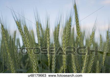 Wheat in field View Large Photo Image Stock Image - Wheat in field . Fotosearch
