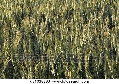 Wheat in field View Large Photo Image Stock Image - Wheat in field . Fotosearch