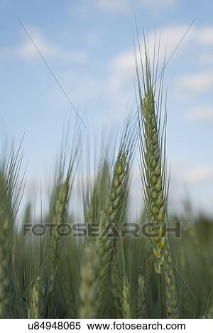 Stock Photography - Wheat in field . Fotosearch