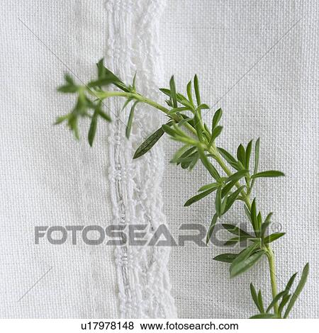 Stock Photo - Winter savory on table. Fotosearch
