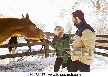 Young couple feeding horse with carrots View Large Photo Image Stock Photo - Young couple feeding horse with carrots. Fotosearch