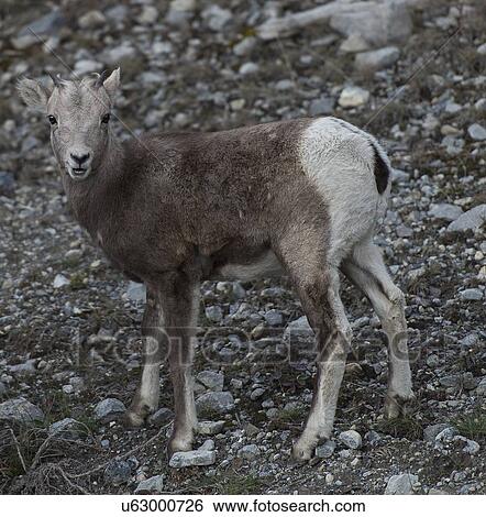 Stock Photograph - Baby sheep. Fotosearch