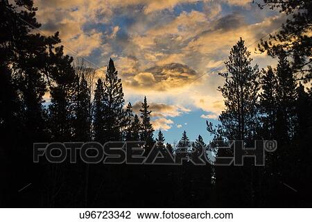 Stock Image - Colorful sunset over trees. Fotosearch