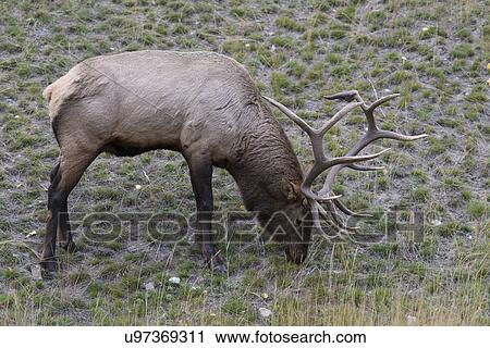 Stock Image - Elk. Fotosearch